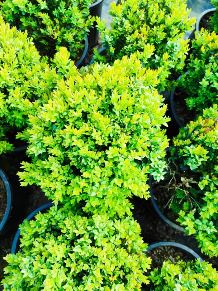 Osmanlı Şimşiri 30-40cm çap 28lik Saksı - Görsel 5