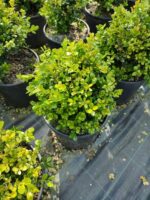 Skyrocket 250-300cm 35 Litre - Görsel 9