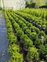 Skyrocket 250-300cm 35 Litre - Görsel 10