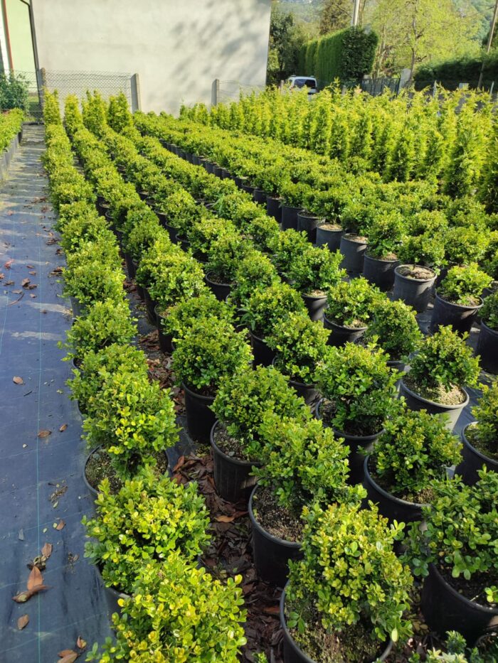 Skyrocket 250-300cm 35 Litre - Görsel 10