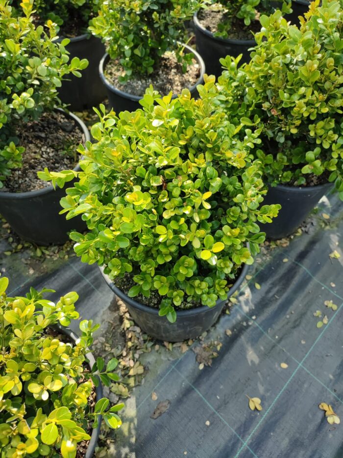 Skyrocket 250-300cm 35 Litre - Görsel 9