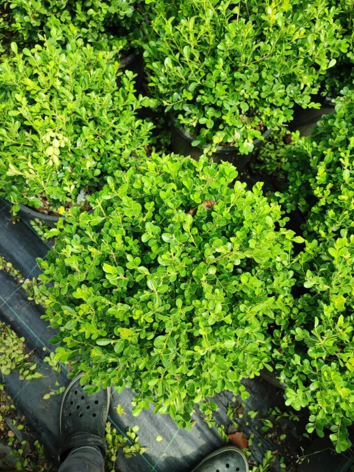 Top Şimşir, Rotundifolia, 30-40 cm 15 litre - Görsel 4