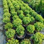 Osmanli Şimşiri 20-30 cm çap 13 litre