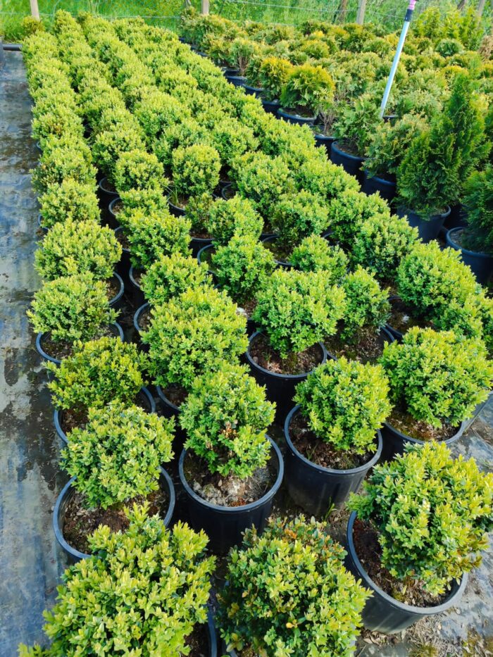 Osmanlı Şimşiri 30-40cm çap 28lik Saksı - Görsel 4