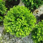 Top Şimşir, Rotundifolia, 30-40 cm 15 litre