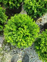 Top Şimşir, Rotundifolia, 30-40 cm 15 litre