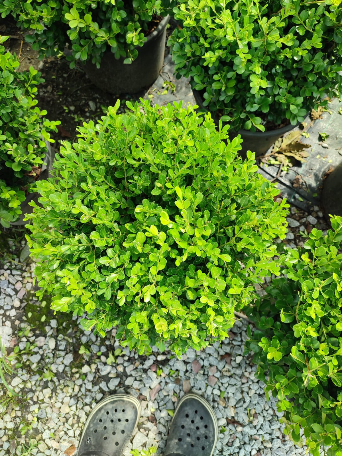 top-simsir-4 Top Şimşir, Rotundifolia, 30-40 cm 15 litre - Görsel 1