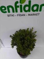 Şimşir ( Buxus Sempervirens ) Top 20-30 cm Çap - Görsel 2