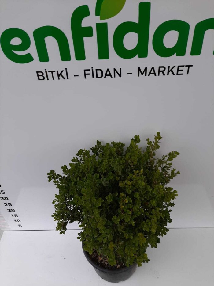 Şimşir ( Buxus Sempervirens ) Top 20-30 cm Çap - Görsel 2