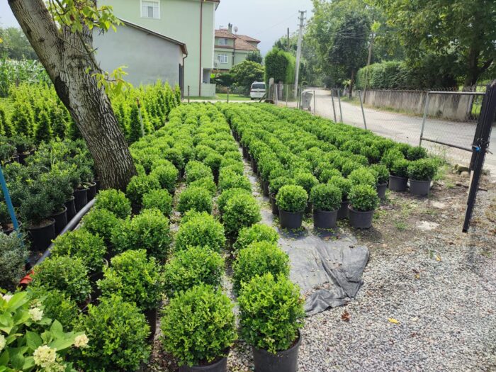 Top Şimşir, Rotundifolia, 30-40 cm 15 litre - Görsel 5