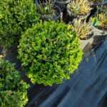 Şimşir ( Buxus Sempervirens ) Top 20-30 cm Çap