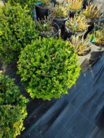 Şimşir ( Buxus Sempervirens ) Top 20-30 cm Çap