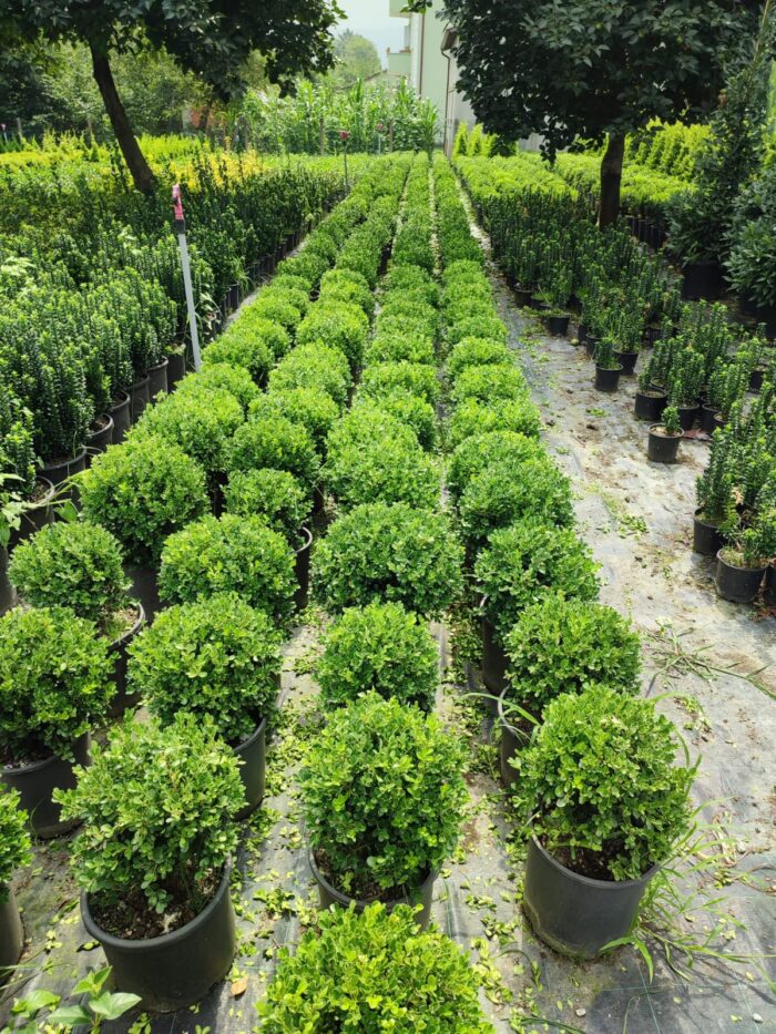 Top Şimşir, Rotundifolia, 30-40 cm 15 litre - Görsel 6