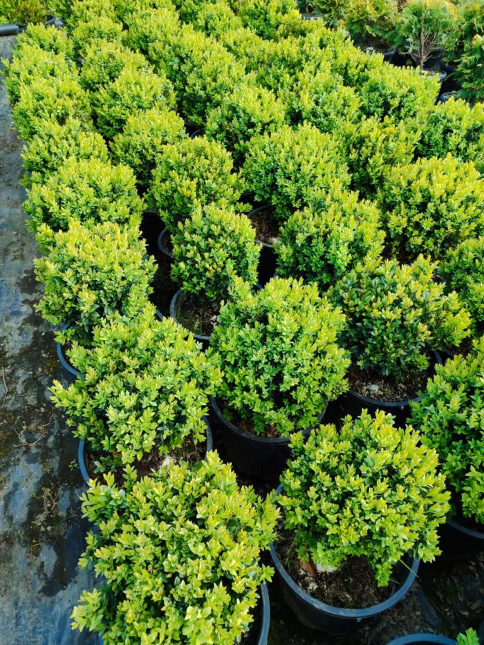 Osmanli Şimşiri 20-30 cm çap 13 litre - Görsel 3