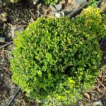 Top Şimşir 80-100cm