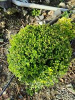 Top Şimşir 80-100cm