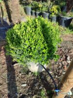 Top Şimşir 80-100cm - Görsel 2