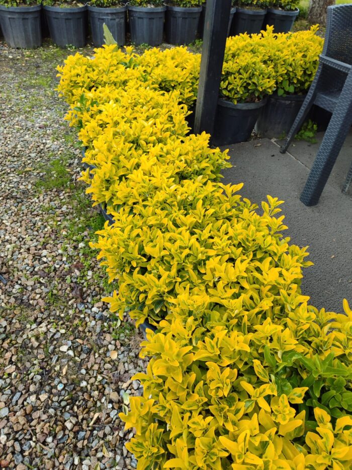 Top Taflan 60-80cm Çap 45 Litre - Görsel 4