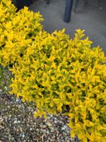 Top Taflan 60-80cm Çap 45 Litre - Görsel 3