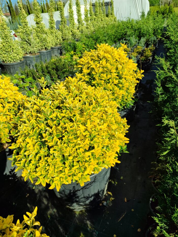 Top Taflan 80-100cm Çap - Görsel 3