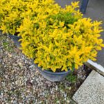 Top Taflan 60-80cm Çap 45 Litre