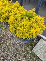 Top Taflan 60-80cm Çap 45 Litre