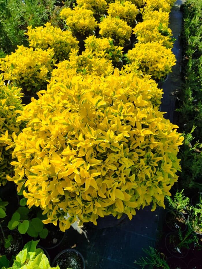 Top Taflan 80-100cm Çap - Görsel 2