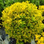 Top Taflan 80-100cm Çap