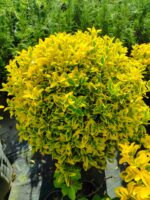 Top Taflan 80-100cm Çap