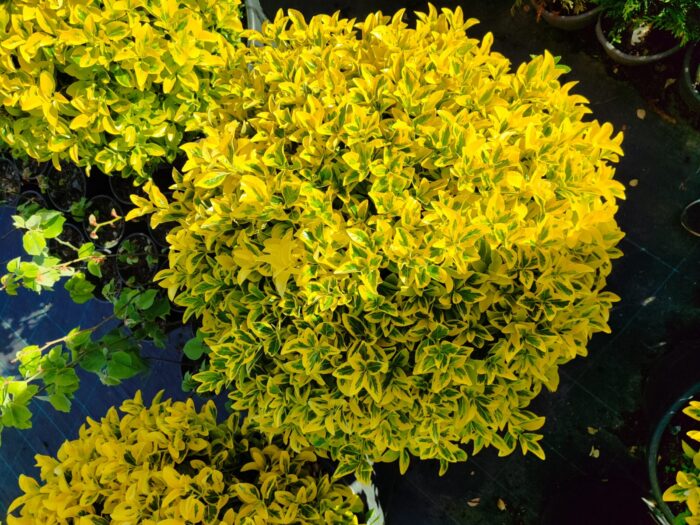 Top Taflan 80-100cm Çap - Görsel 5