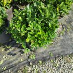 Top Taflan (Yeşil) 30-40cm çap