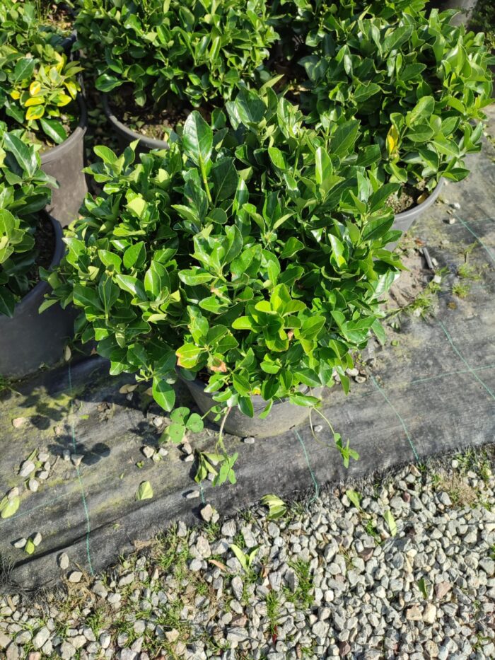 Skyrocket 250-300cm 35 Litre - Görsel 12