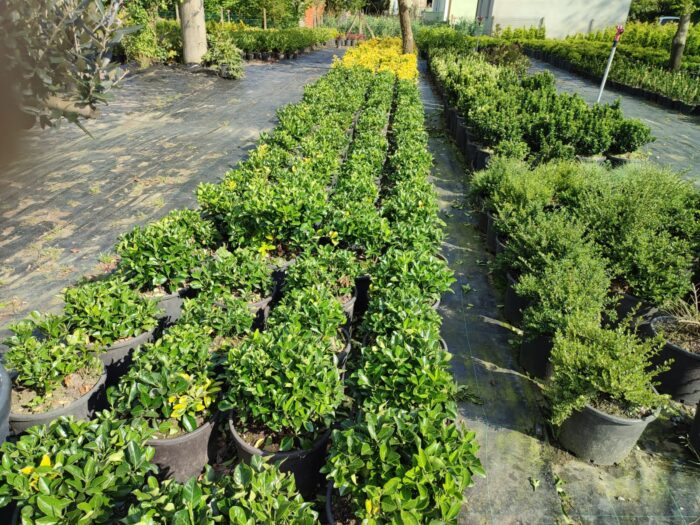 Skyrocket 250-300cm 35 Litre - Görsel 11