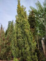 Totem Servi Sarı, Cupressus sempervirens 200-250cm boylar - Görsel 3