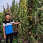 Totem Servi Sarı, Cupressus sempervirens 200-250cm boylar