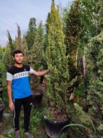 Totem Servi Sarı, Cupressus sempervirens 200-250cm boylar