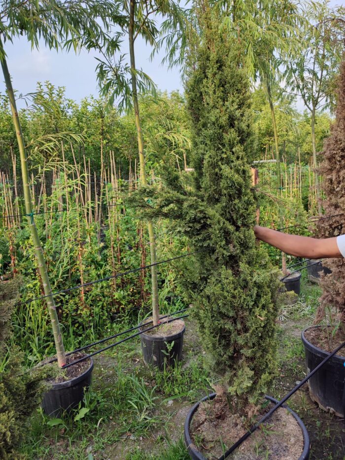 Totem Servi Sarı, Cupressus sempervirens 200-250cm boylar - Görsel 2
