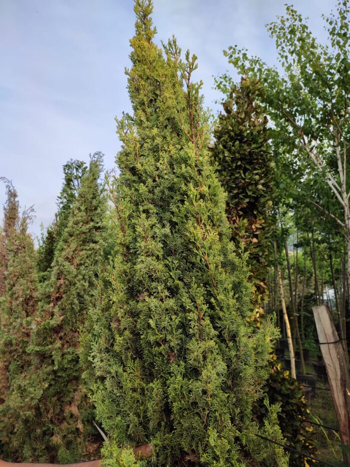 Totem Servi Sarı, Cupressus sempervirens 200-250cm boylar - Görsel 3