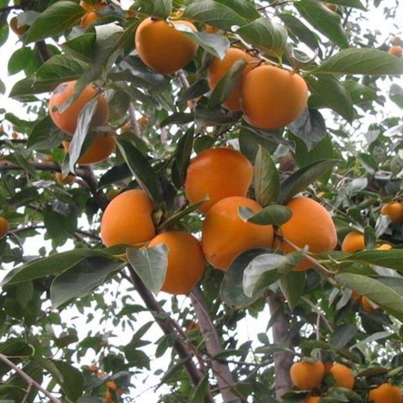 Trabzon Hurması Ağacı Nasıl Dikilir Ve Yetiştirilir?