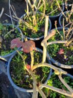 Kartopu Viburnum Opulus 60-80 cm  10lt Saksı Çit bitkisi - Görsel 3