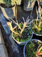 Kartopu Viburnum Opulus 60-80 cm  10lt Saksı Çit bitkisi - Görsel 2