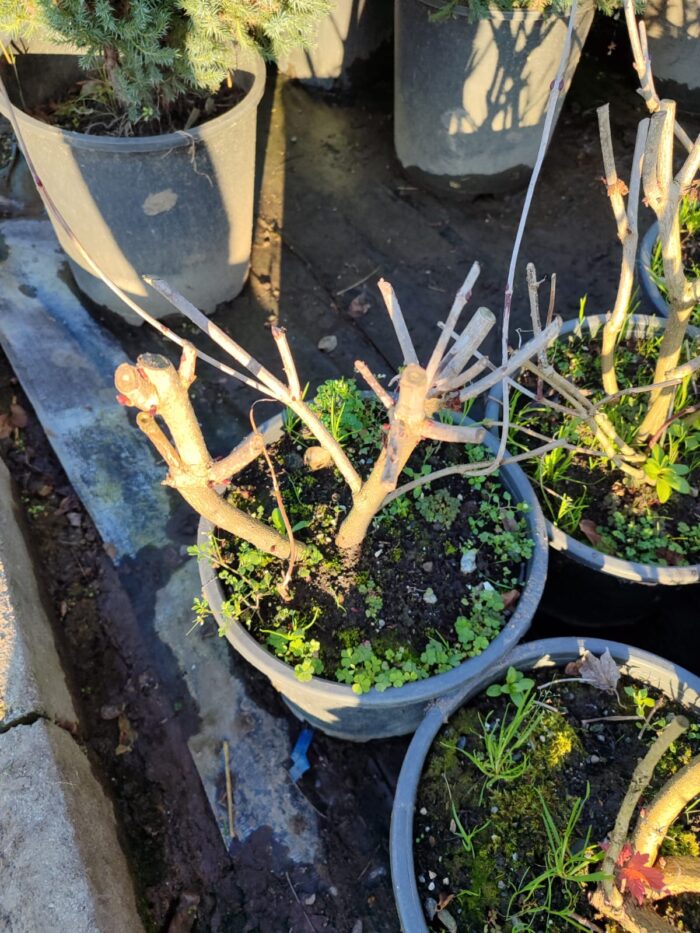 Kartopu Viburnum Opulus 60-80 cm  10lt Saksı Çit bitkisi - Görsel 2
