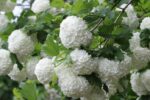 Kartopu Viburnum Opulus 60-80 cm  10lt Saksı Çit bitkisi - Görsel 6