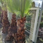 Washingtonia Spp. 1 Metre Gövde Boyu