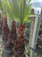 Washingtonia Spp. 1 Metre Gövde Boyu