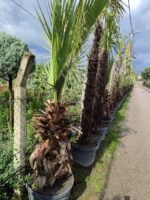 Washingtonia Spp. 1 Metre Gövde Boyu - Görsel 2