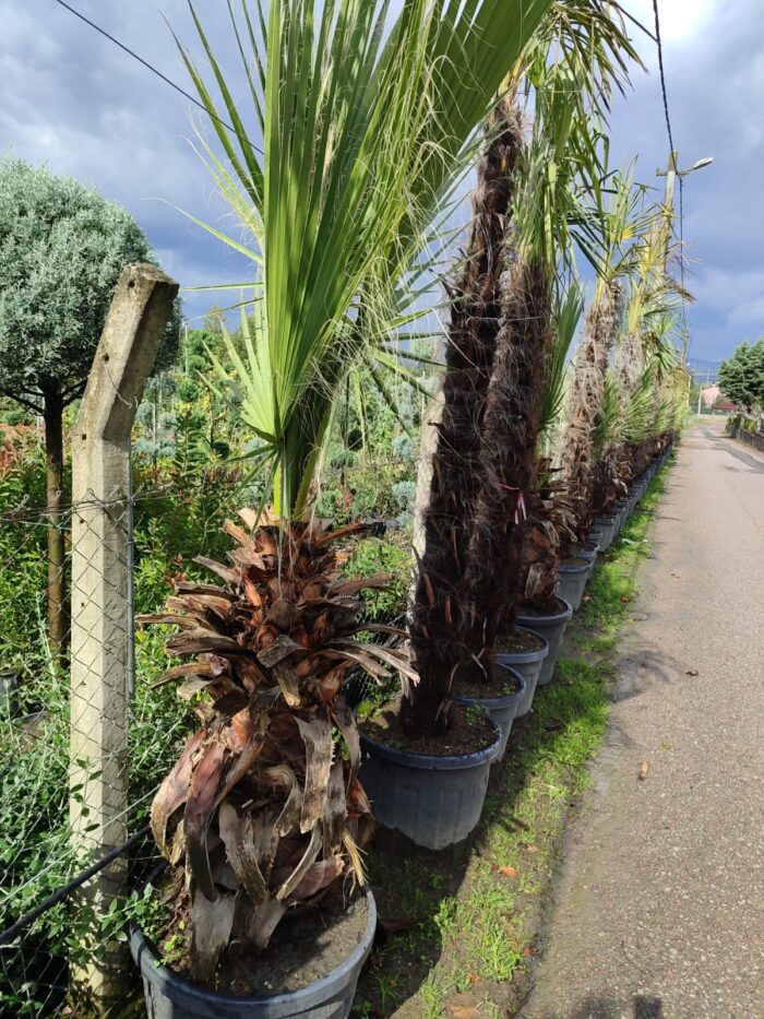 Washingtonia Spp. 1 Metre Gövde Boyu - Görsel 2