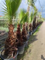 Washingtonia Spp. 1 Metre Gövde Boyu - Görsel 3