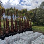 Washingtonia Spp. Gövde Boyu 2 Metre