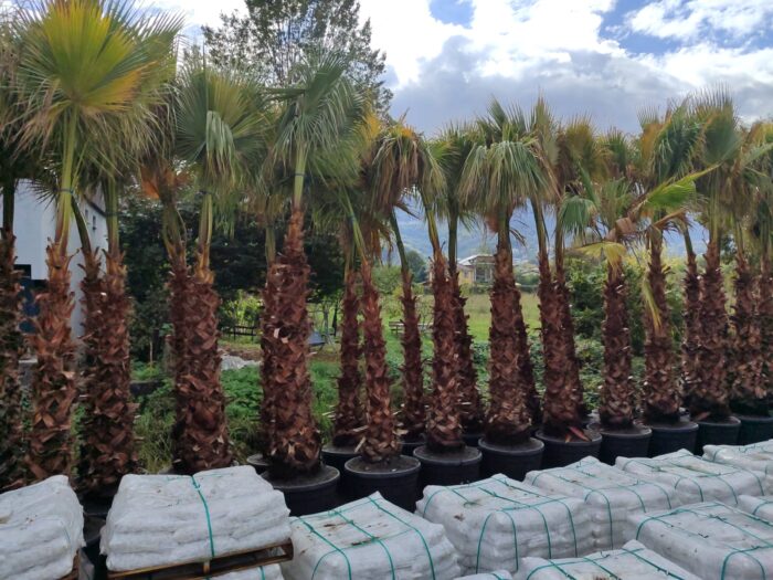 Washingtonia Spp. Gövde Boyu 3 Metre - Görsel 2